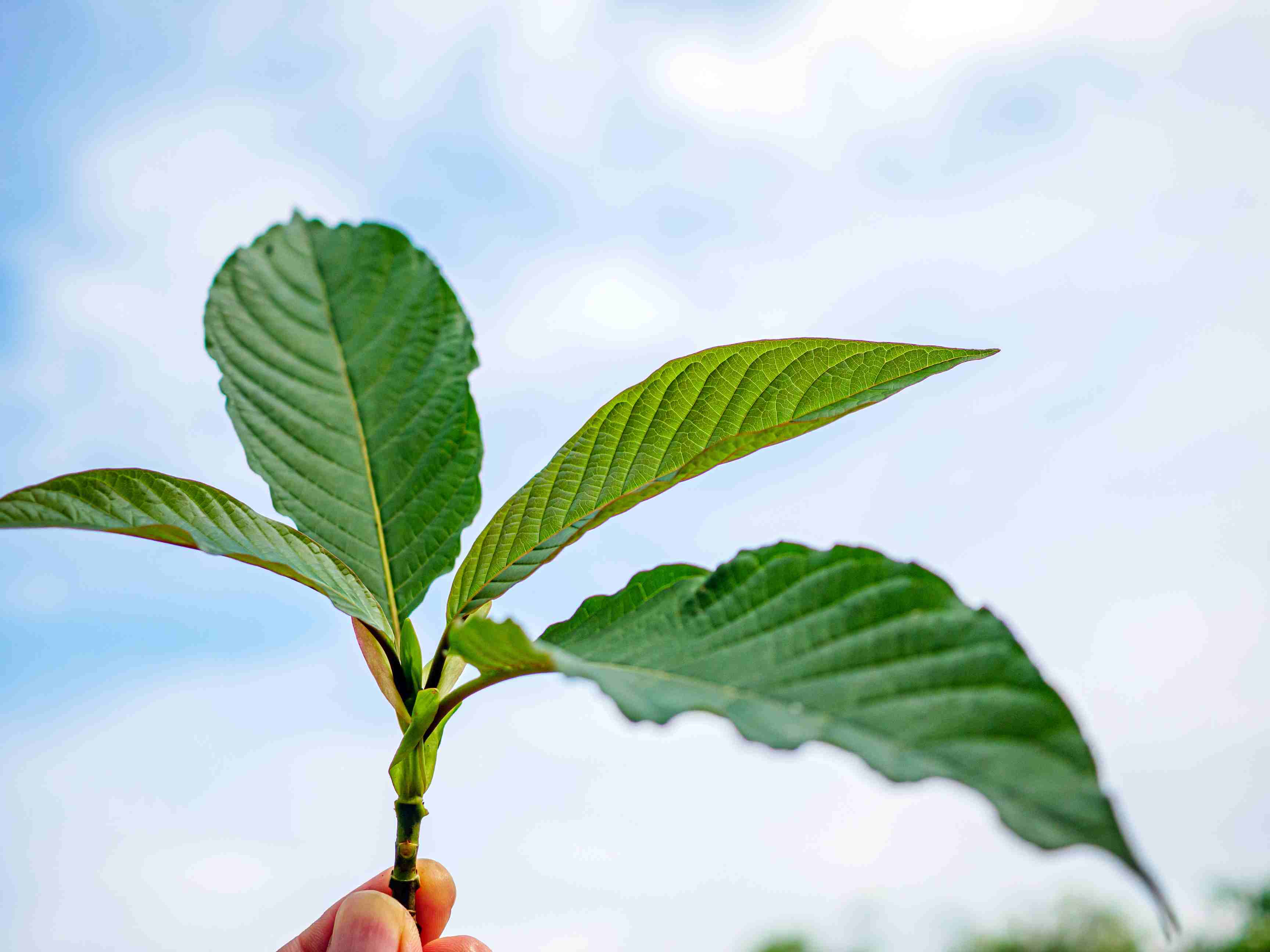 Source: American Kratom Association (AKA) (EZ Newswire)